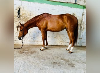 Caballo cuarto de milla, Yegua, 7 años, Alazán