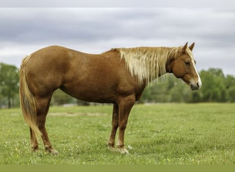 Caballo cuarto de milla, Yegua, 7 años, Alazán rojizo