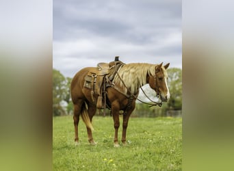Caballo cuarto de milla, Yegua, 7 años, Alazán rojizo