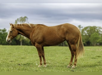 Caballo cuarto de milla, Yegua, 7 años, Alazán rojizo