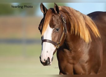 Caballo cuarto de milla, Yegua, 7 años, Alazán rojizo