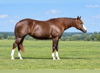 Caballo cuarto de milla, Yegua, 7 años, Alazán rojizo