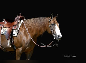 Caballo cuarto de milla, Yegua, 7 años, Alazán rojizo