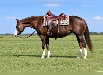 Caballo cuarto de milla, Yegua, 7 años, Alazán rojizo
