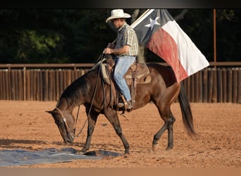 Caballo cuarto de milla, Yegua, 7 años, Castaño rojizo