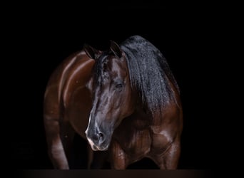 Caballo cuarto de milla, Yegua, 7 años, Negro