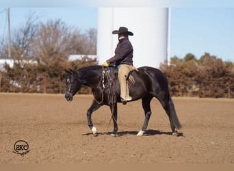 Caballo cuarto de milla, Yegua, 7 años, Negro