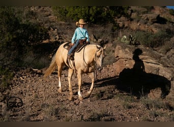 Caballo cuarto de milla, Yegua, 7 años, Palomino