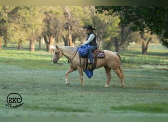 Caballo cuarto de milla, Yegua, 7 años, Palomino