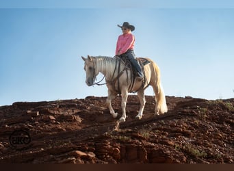 Caballo cuarto de milla, Yegua, 7 años, Palomino