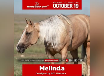 Caballo cuarto de milla, Yegua, 7 años, Palomino