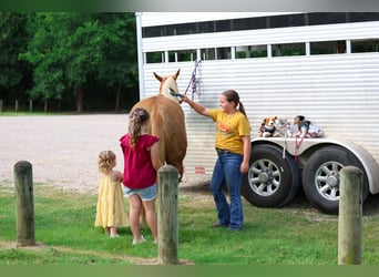 Caballo cuarto de milla, Yegua, 7 años, Palomino