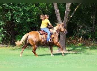 Caballo cuarto de milla, Yegua, 7 años, Palomino