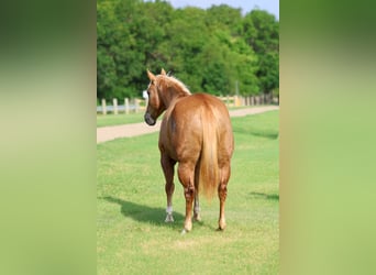 Caballo cuarto de milla, Yegua, 7 años, Palomino