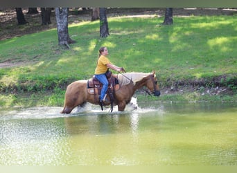 Caballo cuarto de milla, Yegua, 7 años, Palomino