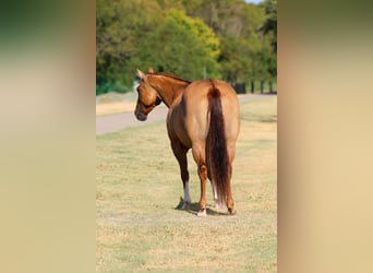 Caballo cuarto de milla, Yegua, 7 años, Red Dun/Cervuno