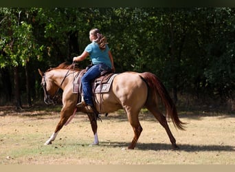 Caballo cuarto de milla, Yegua, 7 años, Red Dun/Cervuno