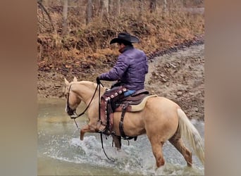 Caballo cuarto de milla, Yegua, 8 años, 135 cm, Palomino