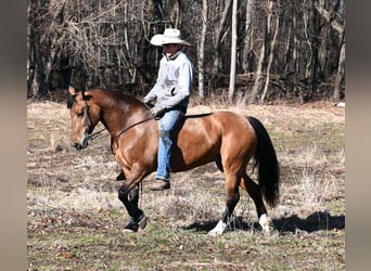 Caballo cuarto de milla, Yegua, 8 años, 137 cm, Bayo