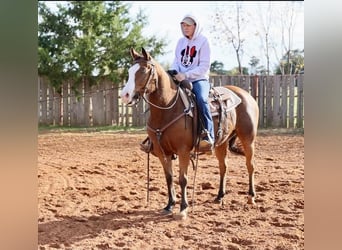 Caballo cuarto de milla, Yegua, 8 años, 142 cm, Castaño rojizo