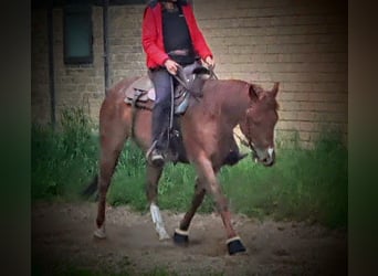 Caballo cuarto de milla, Yegua, 8 años, 144 cm, Ruano alazán