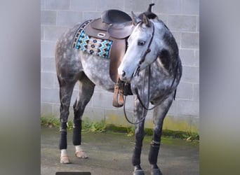 Caballo cuarto de milla, Yegua, 8 años, 144 cm, Tordo rodado