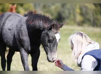 Caballo cuarto de milla, Yegua, 8 años, 144 cm, Tordo rodado