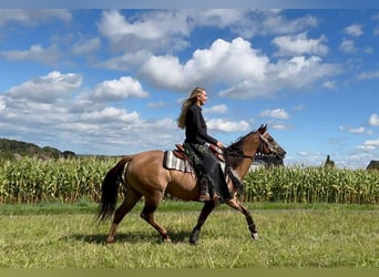 Caballo cuarto de milla, Yegua, 8 años, 145 cm, Castaño claro