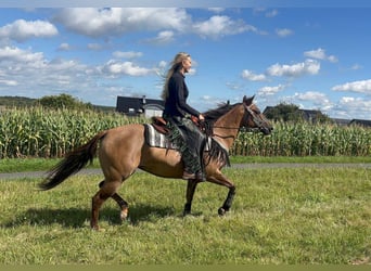 Caballo cuarto de milla, Yegua, 8 años, 145 cm, Castaño claro
