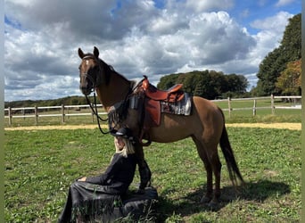 Caballo cuarto de milla, Yegua, 8 años, 145 cm, Castaño claro