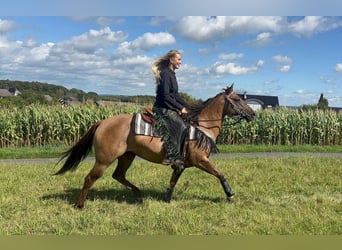 Caballo cuarto de milla, Yegua, 8 años, 145 cm, Castaño claro