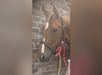 Caballo cuarto de milla, Yegua, 8 años, 147 cm, Alazán