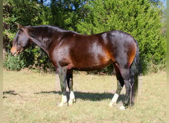 Caballo cuarto de milla, Yegua, 8 años, 147 cm, Castaño rojizo