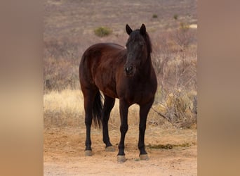 Caballo cuarto de milla, Yegua, 8 años, 147 cm, Negro