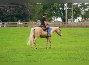 Caballo cuarto de milla, Yegua, 8 años, 147 cm, Palomino
