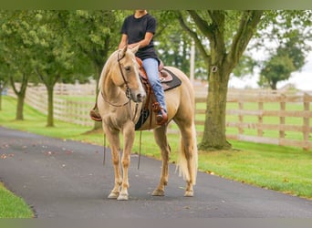 Caballo cuarto de milla, Yegua, 8 años, 147 cm, Palomino