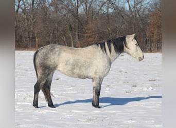 Caballo cuarto de milla, Yegua, 8 años, 147 cm, Tordo