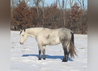 Caballo cuarto de milla, Yegua, 8 años, 147 cm, Tordo