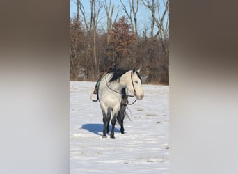 Caballo cuarto de milla, Yegua, 8 años, 147 cm, Tordo