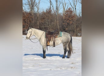 Caballo cuarto de milla, Yegua, 8 años, 147 cm, Tordo