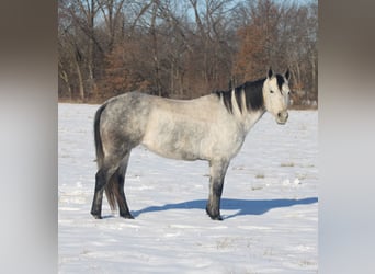 Caballo cuarto de milla, Yegua, 8 años, 147 cm, Tordo