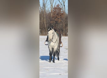 Caballo cuarto de milla, Yegua, 8 años, 147 cm, Tordo