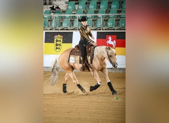 Caballo cuarto de milla, Yegua, 8 años, 148 cm, Palomino