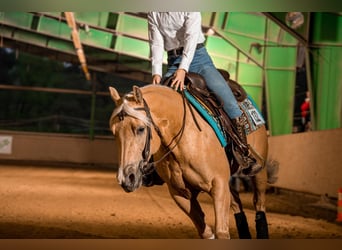 Caballo cuarto de milla, Yegua, 8 años, 148 cm, Palomino