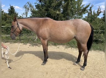 Caballo cuarto de milla, Yegua, 8 años, 148 cm