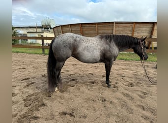 Caballo cuarto de milla, Yegua, 8 años, 148 cm, Ruano azulado