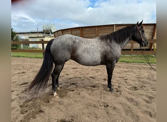 Caballo cuarto de milla, Yegua, 8 años, 148 cm, Ruano azulado