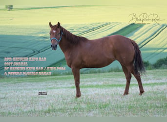 Caballo cuarto de milla, Yegua, 8 años, 150 cm, Alazán