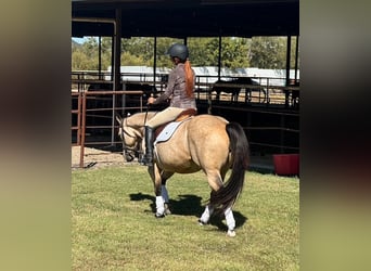 Caballo cuarto de milla, Yegua, 8 años, 150 cm, Buckskin/Bayo