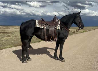 Caballo cuarto de milla Mestizo, Yegua, 8 años, 150 cm, Negro